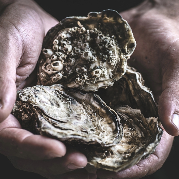 Oyster_1_ _2_.jpg